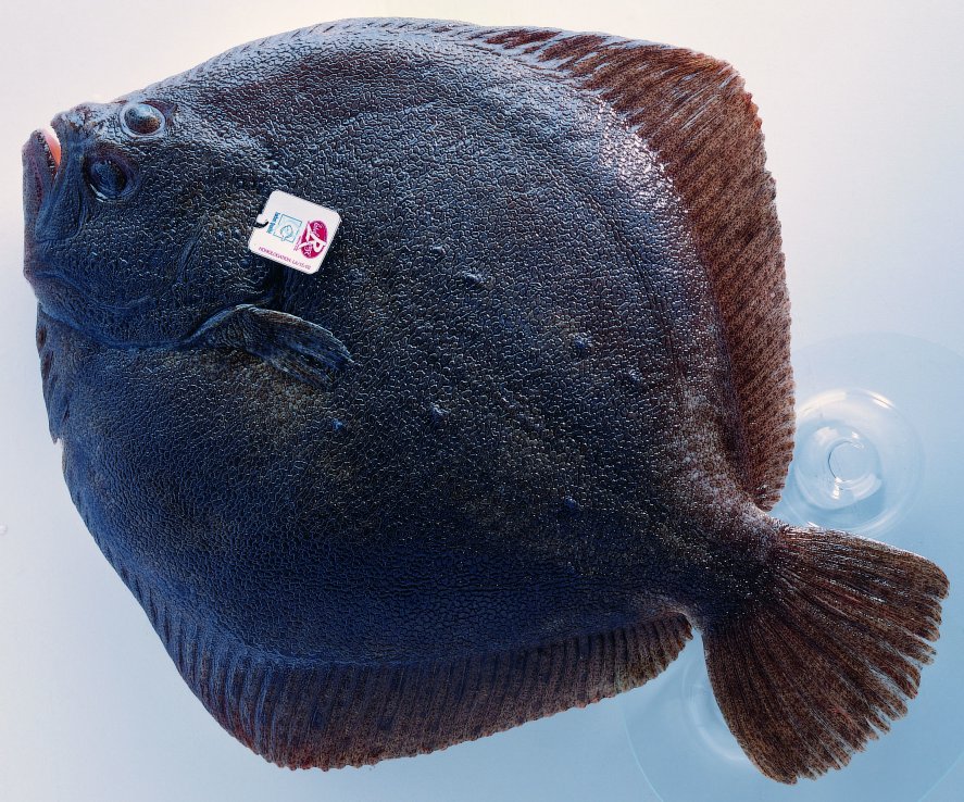 turbot label rouge basse def